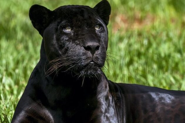 The Biblical Significance Of Dreaming Of A Jaguar John Baptist Church