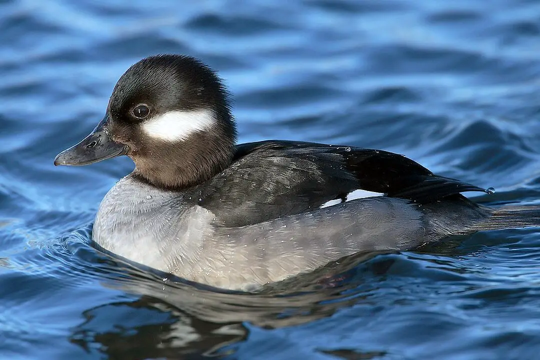 The Biblical Significance of Ducks: Revealing Symbolism and Spiritual ...