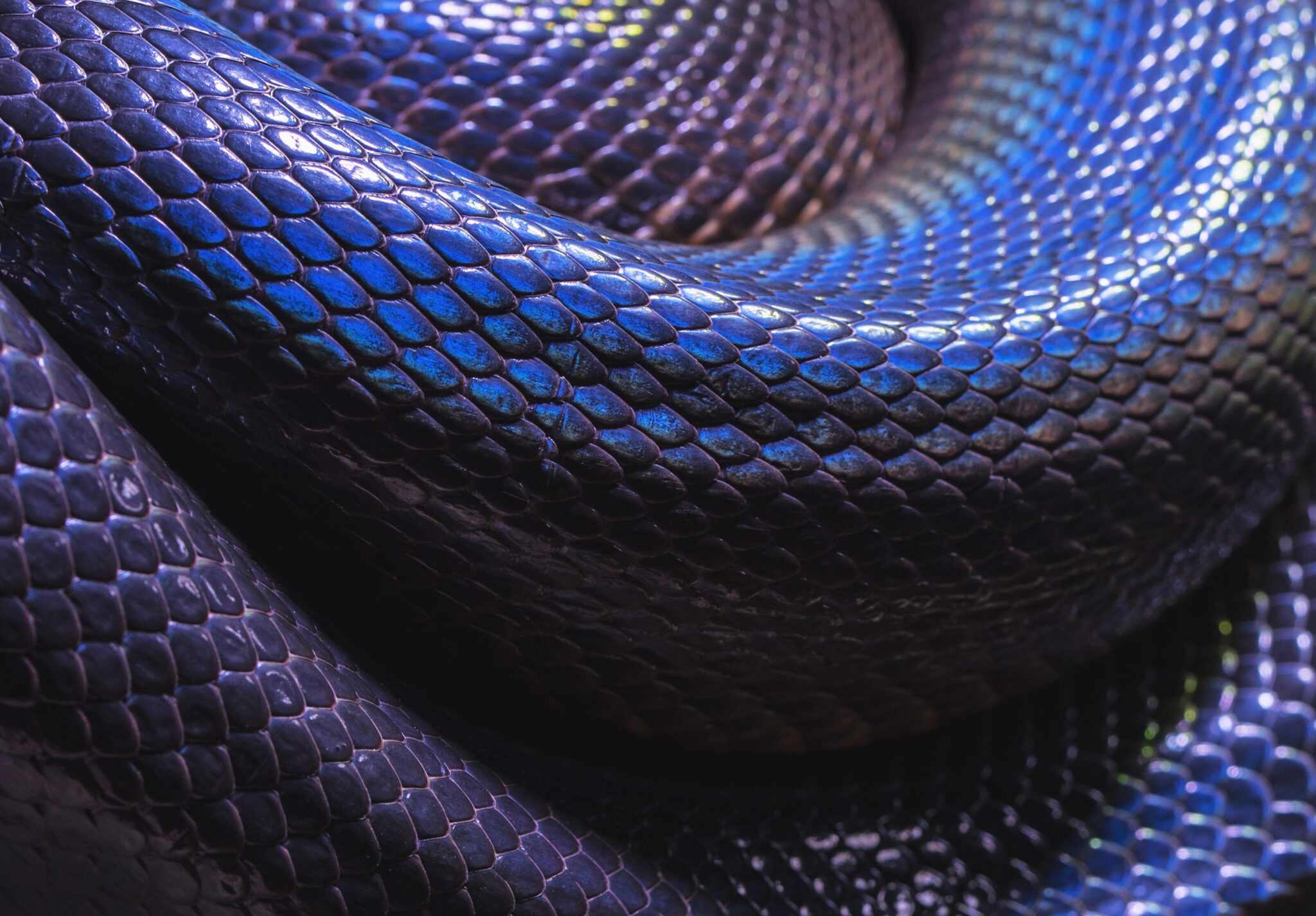 The Spiritual Significance of Blue Snakes in Biblical Dreams - John ...