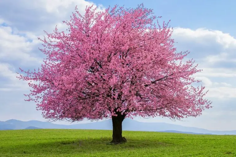 The Symbolic Significance of the Cherry Blossom Tree in the Bible ...
