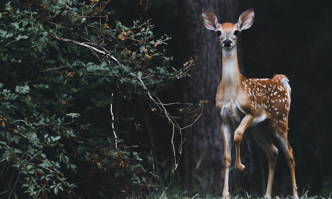 The Spiritual Symbolism of Deer in the Bible - John Baptist Church