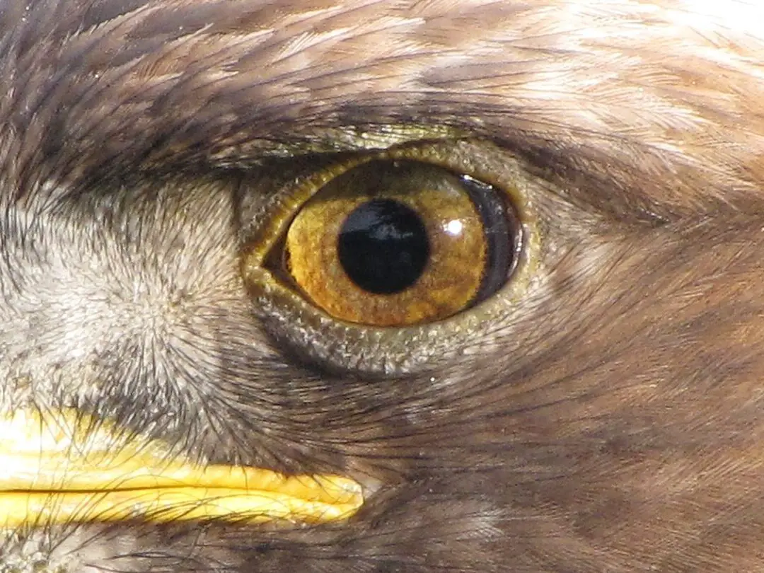 The Biblical Significance of the Eagle Eye: Unveiling its Hidden ...