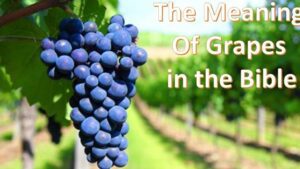 grapes biblical meaning