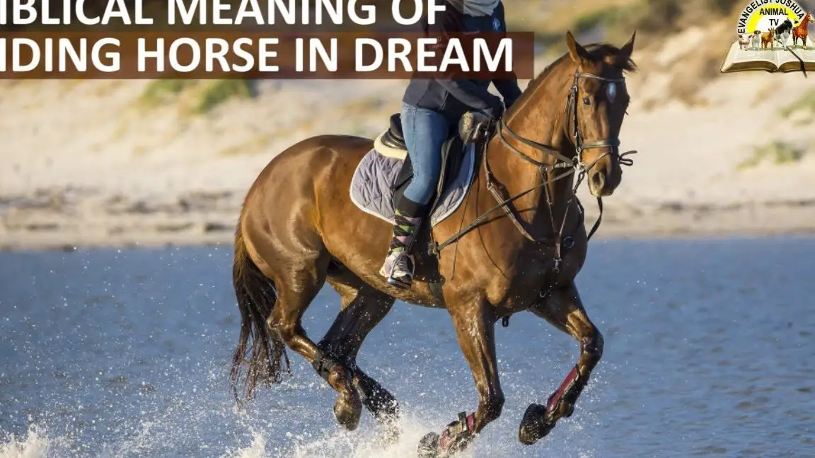 The Spiritual Significance Of Riding A Horse In Your Dreams According the-spiritual-significance-of-riding-a-horse-in-your-dreams-according