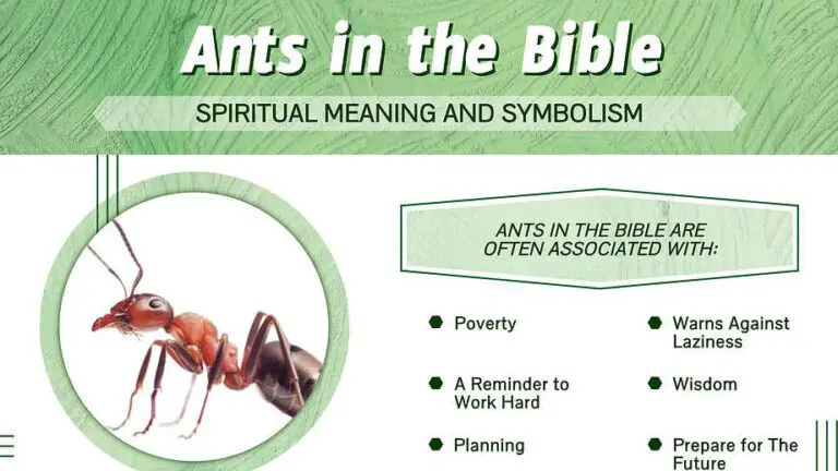 The Divine Symbolism: Unveiling the Biblical Meaning of Insects - John ...