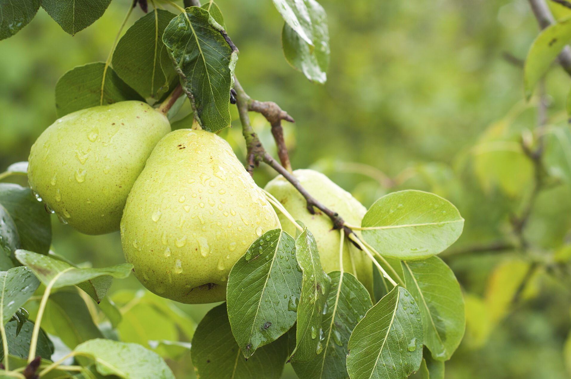 The Spiritual Symbolism of Pears in the Bible John Baptist Church