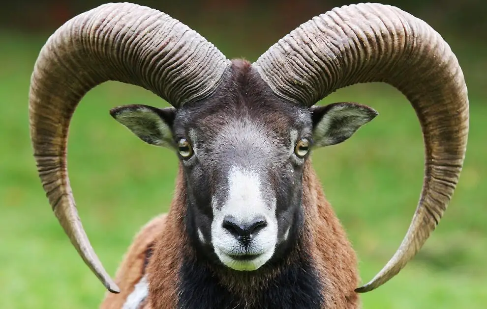 Biblical Significance of the Ram: Unveiling Its Spiritual Symbolism ...