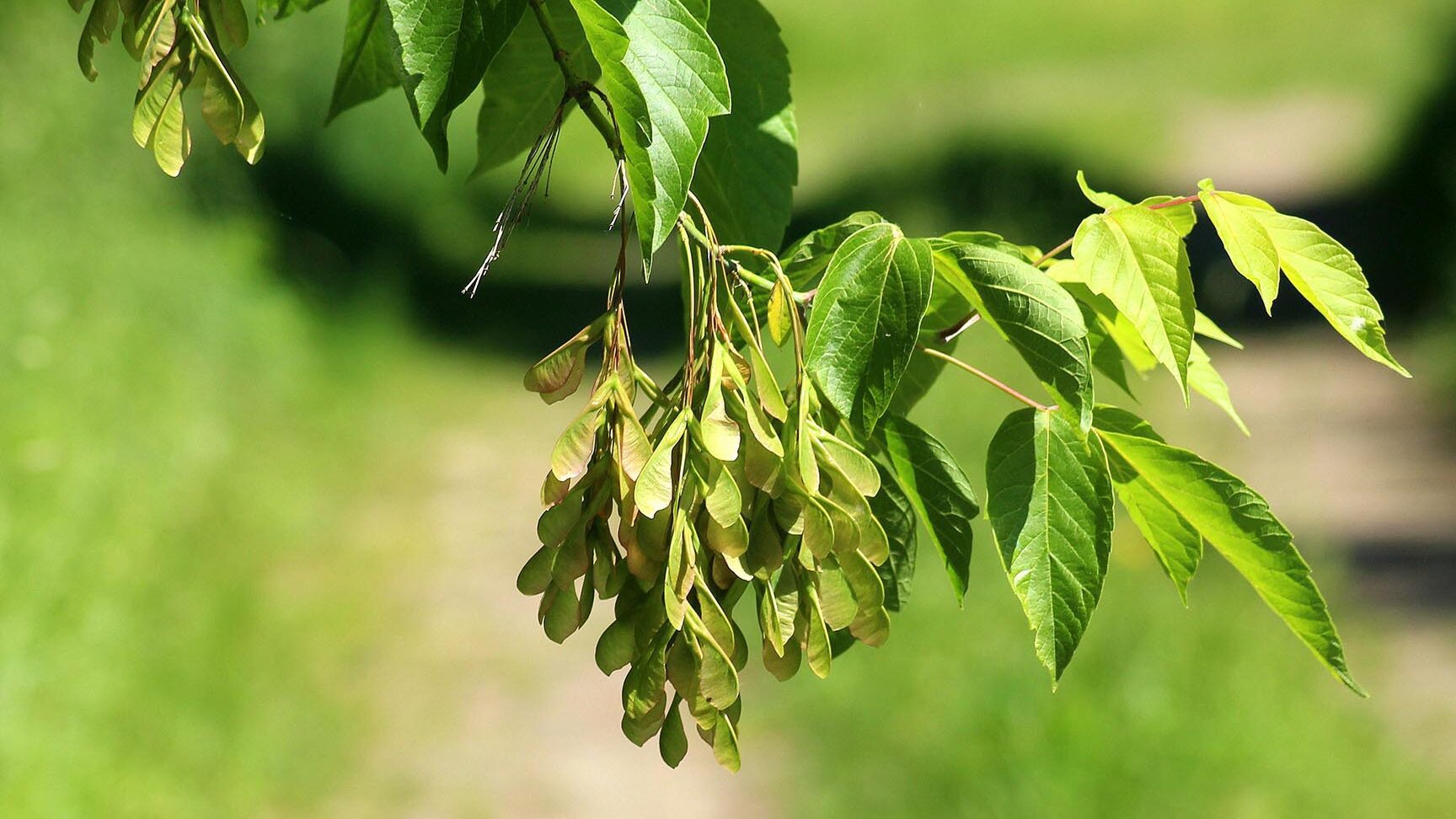 the-spiritual-significance-of-the-ash-tree-in-the-bible-john-baptist