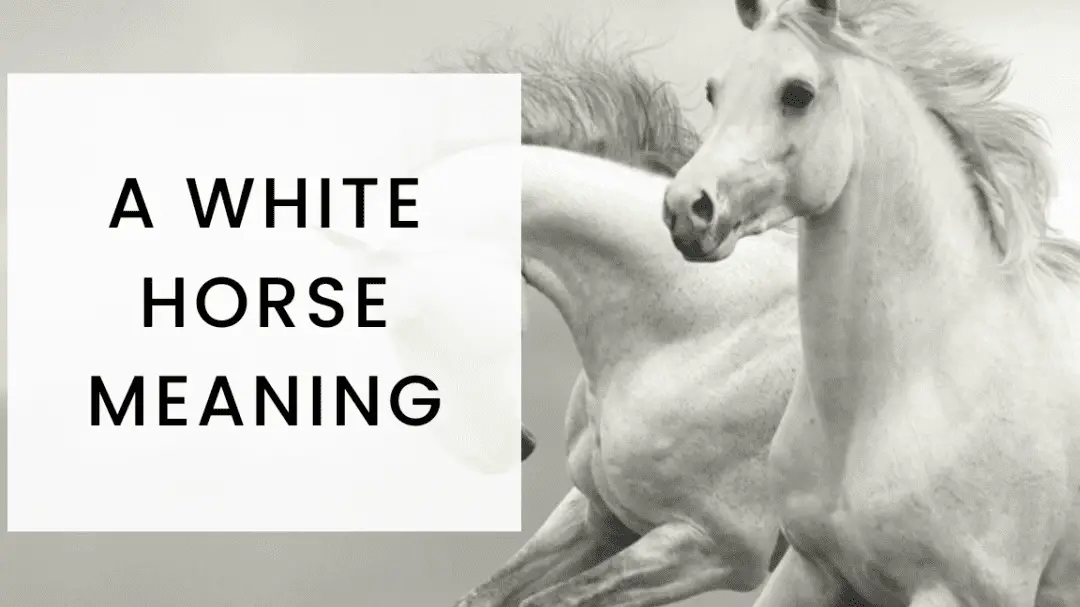 The Significance of the White Horse in the Bible John Baptist Church